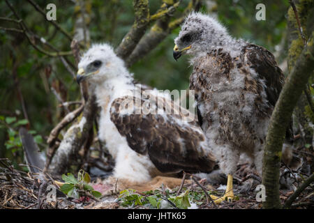 Bussard Küken in Lincolnshire uk Stockfoto