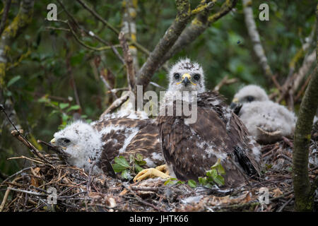 Bussard Küken in Lincolnshire uk Stockfoto