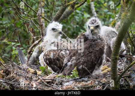 Bussard Küken in Lincolnshire uk Stockfoto