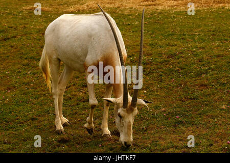 Die Scimitar-gehörnte Oryx jetzt ausgestorben in der Wildnis Stockfoto