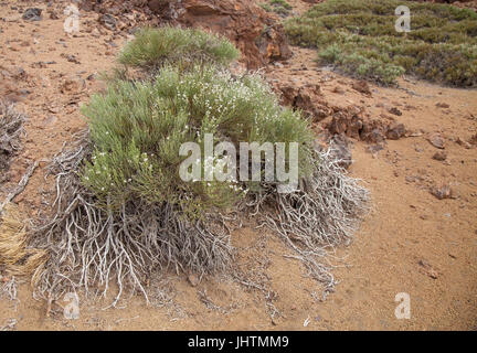 Kanarische Inseln, Teneriffa, Höhenlage weiß blühende Ginster Arten Spartocytisus Supranubius, Besen über den Wolken, Retama del Teide, Blumen auf den Stockfoto