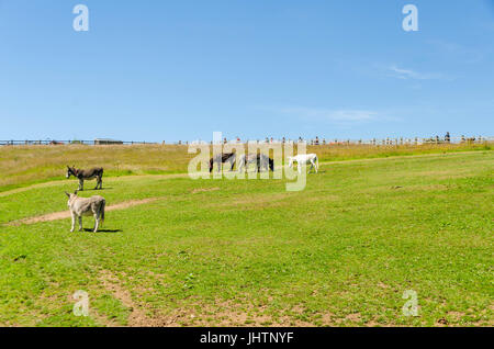 Esel grasen an Sidmouth Donkey Sanctuary Sidmouth Devon England gerettet Stockfoto