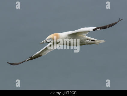 Erwachsenen Gannet im Flug Stockfoto