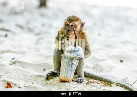 Affen trinken Saft aus Plastikbecher am Strand Krabi in Thailand. Stockfoto