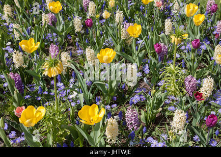 Blumenbeet von verschiedenen Arten von farbigen Hyazinthen Tulpen und anderen Blumen - Bild für den Hintergrund. Stockfoto