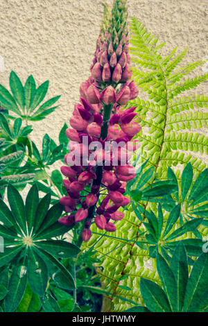 Exotische Pflanzen-Hintergrund Stockfoto