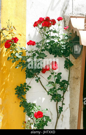 Rote Rosen in Tür weiß getünchten Dorf Obidos Estremadura Portugal Stockfoto