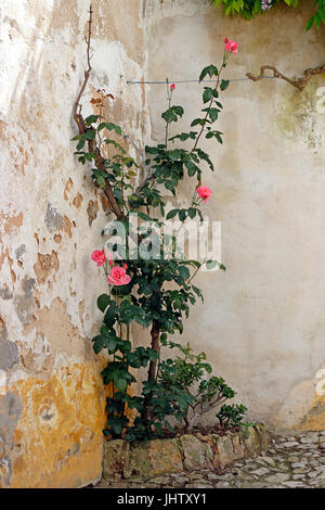 Rote Rosen in Tür weiß getünchten Dorf Obidos Estremadura Portugal Stockfoto