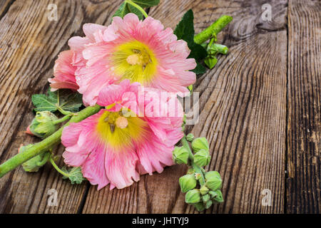 Blüten in rosa Garten Malve auf weißem Hintergrund. Studio Photo Stockfoto