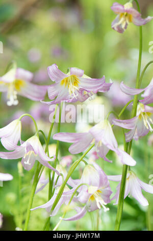 Hunde Zahn - Erythronium Revolutum - Veilchen Stockfoto