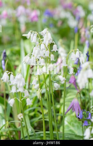 Waldpflanzen im Frühling - Erythronium Revolutum - Hund Zahn Veilchen und Glockenblumen Stockfoto