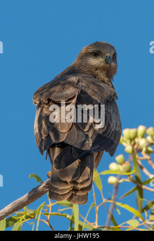 Schwarzmilan Milvus Migrans am Boodjamulla NP Stockfoto