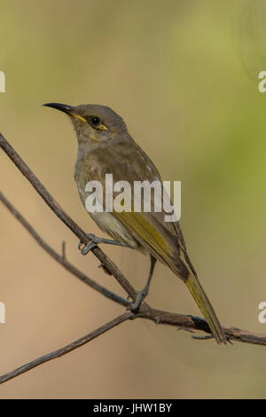 Braun Honigfresser, Lichmera Indistincta Adels Grove Stockfoto