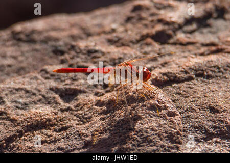 Scharlachrote Percher, Diplacodes Haematodes am Boodjamulla NP Stockfoto