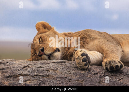 Eine Löwin schlafen auf dem Felsen in der Serengeti, Tansania, Afrika Stockfoto