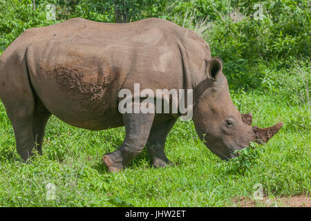 Weißes Nashorn weidet auf Gras im Mosi-oaTunya-Nationalpark, Sambia, Afrika Stockfoto