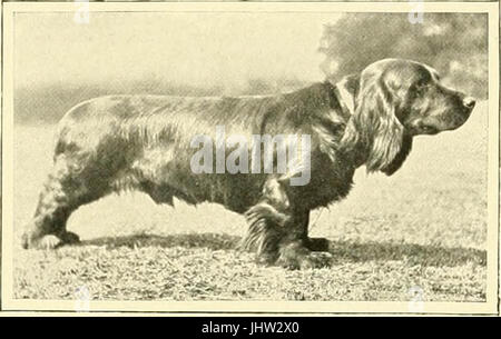 "Das neue Buch des Hundes: eine umfassende Naturgeschichte der britische Hunde und deren ausländische Angehörige, mit Kapiteln über Recht, Zucht, Zwinger, Management und tierärztliche Behandlung" (1911) Stockfoto