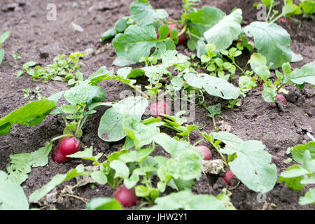 Sehr leckere Radieschen im Garten wächst. Stockfoto