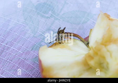 Kleine Wespe frisst einen großen Apfel Stockfoto