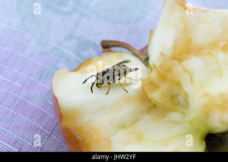 Kleine Wespe frisst einen großen Apfel Stockfoto