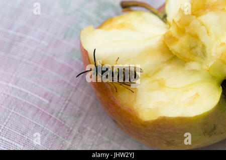 Kleine Wespe frisst einen großen leckeren Apfel Stockfoto