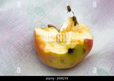 Kleine Wespe frisst einen großen leckeren Apfel Stockfoto