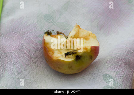 Kleine Wespe frisst einen großen leckeren Apfel Stockfoto