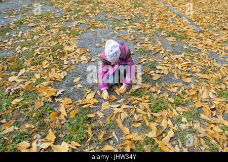 Kleine Mädchen sammelt gefallenen Blätter im Herbst. Stockfoto