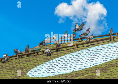 Reinrassigen Tauben auf einer steinernen Plattform in Mezhegorie in der Nähe von Kiew. Stockfoto