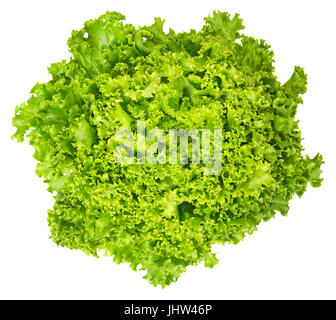 Lollo Bianco Salat von oben auf weißem Hintergrund. Lollo Bionda, Sommer frische Vielfalt von Lactuca Sativa. Lose-Blatt Salat. Grüner Salat Kopf. Stockfoto