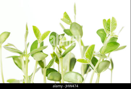 Sojabohnen-Keimlinge auf weißem Hintergrund. Junge Sojabohnen Pflanzen, Sprossen und Blätter der gekeimten Glycine Max, Hülsenfrüchte, Ölsaaten und Puls. Keimblätter. Stockfoto