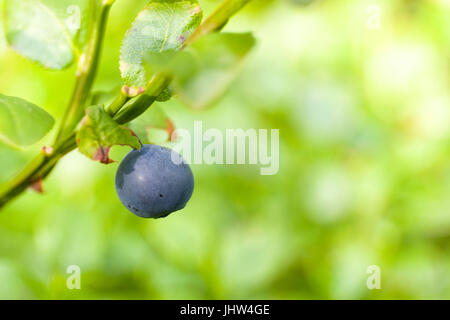 Blick auf Reife Heidelbeeren (Vaccinium Myrtillus) auf Bush vor frischen grünen Hintergrund Modellfreigabe hautnah: Nr.  Property-Release: Nr. Stockfoto