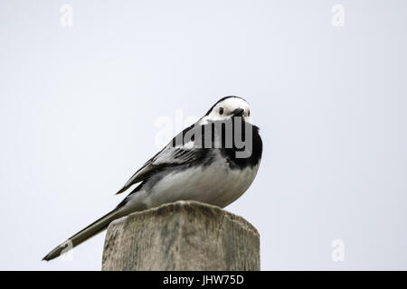 Nahaufnahme von einem einzigen Pied Bachstelze (Motacilla Alba) thront auf einem Beitrag von unten betrachtet Stockfoto