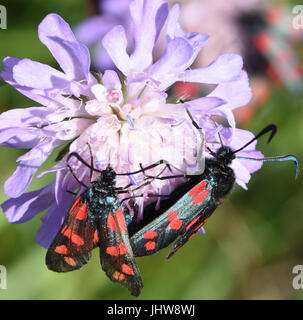 Tag-fliegen sechs-Spot Burnet Motten versammeln sich auf Feld Witwenblume (Zygaena Filipendulae) Blumen (Knautia Arvensis). Cuckmere Haven, Sussex, UK. Stockfoto