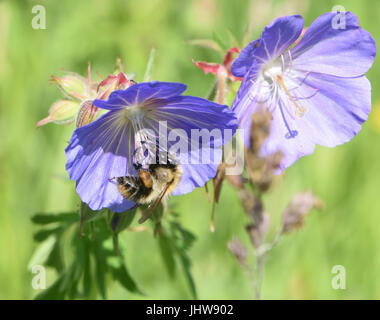 Eine gemeinsame Carder Biene (Bombus pascuorum) Nahrungssuche auf Meadow Crane's-bill (Geranium pratense) Blumen. Bedgebury Wald, Kent, Großbritannien. Stockfoto