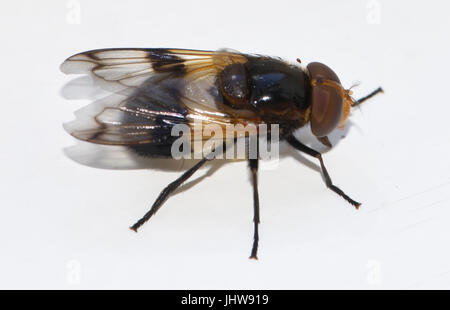 Die große Pied-Hoverfly oder Pellucid fliegen (Volucella Pellucens) imitiert eine Biene in Größe, Form und Färbung als Schutz vor Plünderung. Stockfoto