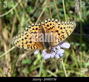 Ein schäbig männlich Dunkelgrün fritillary (ceriagrion Doris) auf einem Feld-witwenblume Blume (Knautia arvensis). Cuckmere Haven, Sussex, UK. Stockfoto