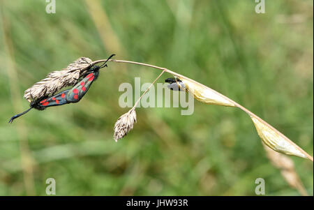 Die Tag-fliegen sechs-Spot Burnet Motte (Zygaena Filipendulae) Paarung auf eine Blume Graskopf nah an Kokons aus, die sie wahrscheinlich nur entstanden. Stockfoto