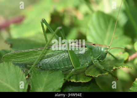 Eine große weibliche große Green Bush-Cricket (Tettigonia Viridissima). Cuckmere Haven, Sussex, UK. Stockfoto