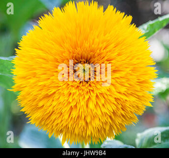 Helianthus Annuus Teddybär Sonnenblume Stockfoto