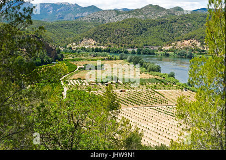 Weinberge und Olivenhaine entlang des Ebro Fluss, Tortosa, Tarragona, Katalonien, Spanien Stockfoto