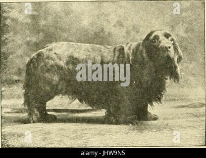 "Das neue Buch des Hundes: eine umfassende Naturgeschichte der britische Hunde und deren ausländische Angehörige, mit Kapiteln über Recht, Zucht, Zwinger, Management und tierärztliche Behandlung" (1911) Stockfoto