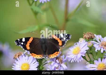 Gänseblümchen und Red Admiral Schmetterling Stockfoto