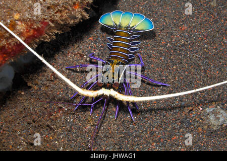 Bemalte Krebse, Panulirus versicolor. Juvenile. Auch bekannt als Langusten, malte Rock Lobster, gemeinsame Rock Lobster, Bambus Hummer, blauer Hummer Stockfoto