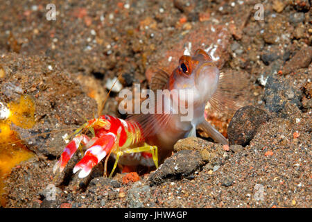 Flagtail Shrimpgoby, Amblyeleotris Yanoi mit Alpheid Garnelen, Alpheus Randalli. Tulamben, Bali, Indonesien. Bali Meer, Indischer Ozean Stockfoto