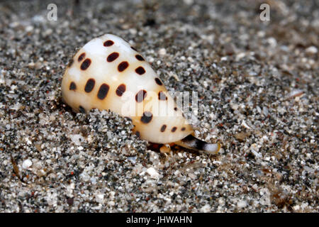 Elfenbein Kegel Shell, Conus eburneus, Krabbeln auf Sand. Diese Sorte ist giftig. Tulamben, Bali, Indonesien. Bali Sea, Indischer Ozean Stockfoto