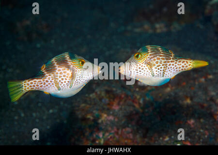 Valentines Puffer, auch als Valentines scharfe Gerochene Puffer und Black-Saddled Toby, Canthigaster Valentini bekannt. Zwei Männer kämpften. Stockfoto