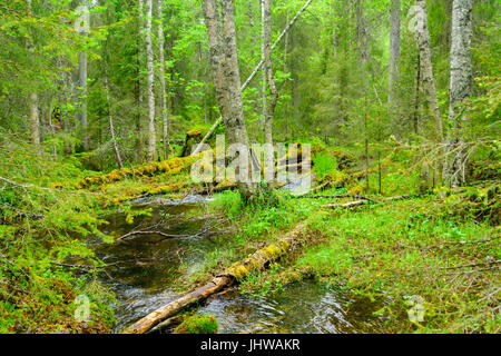 Bach und Wald entlang des Tunturiaapa Weges, im Jugendpfleger-Luosto Nationalpark, Lappland, Finnland Stockfoto