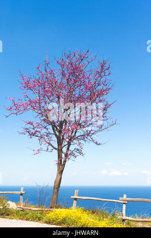 Blühenden Judasbaum in eine Küstenstraße auf Pilion Halbinsel, Thessalien, Griechenland Stockfoto