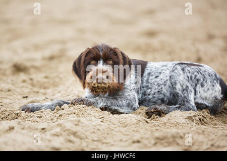 Deutsch Drahthaar Welpen ist auf dem Sand liegen. Stockfoto